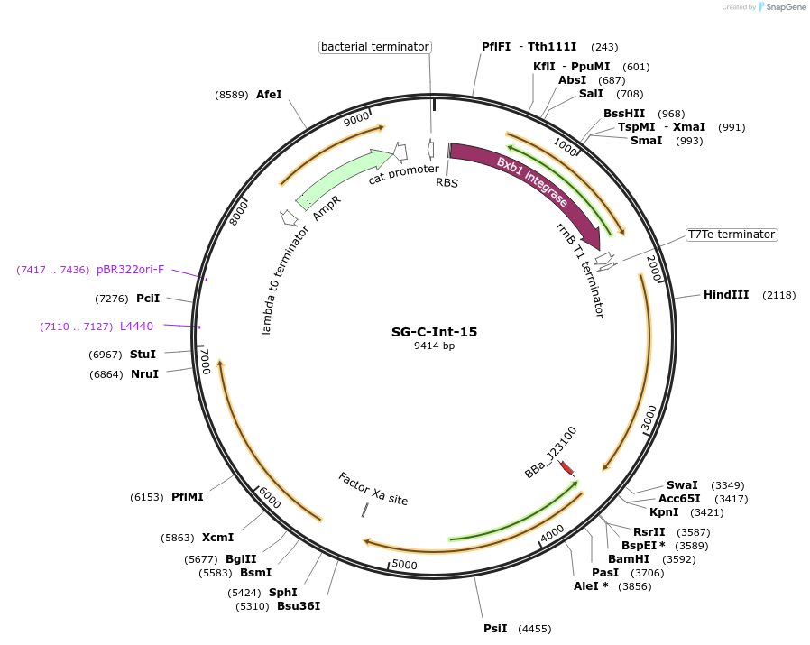 117044-plasmid-map-sequence-id-228578