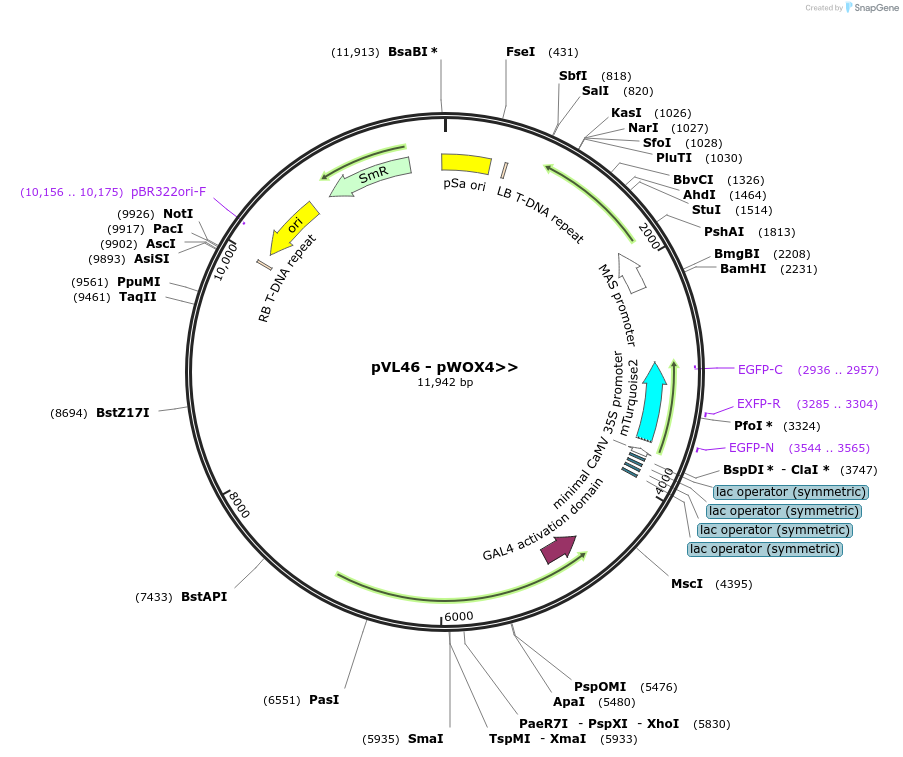 116012-plasmid-map-sequence-id-228579