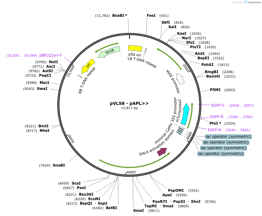 116015-plasmid-map-sequence-id-228586