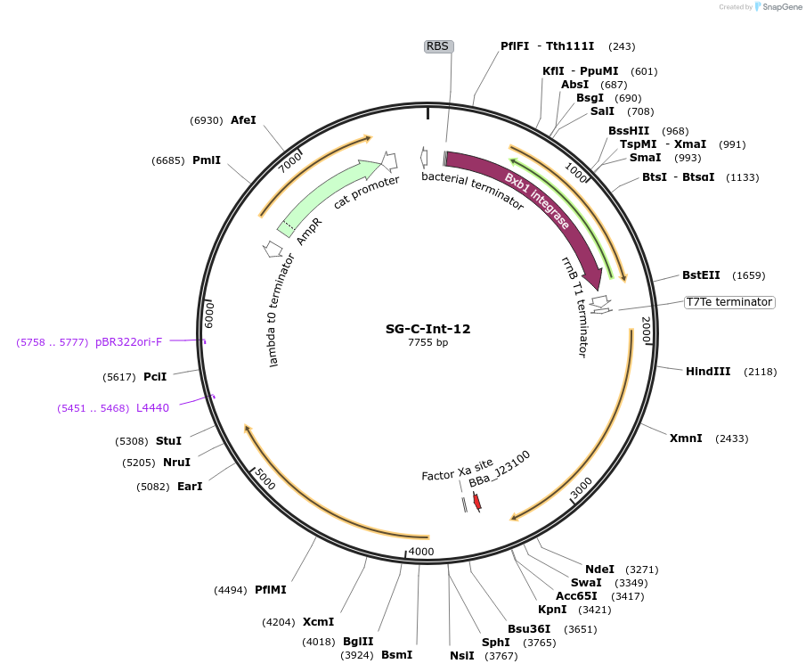 117041-plasmid-map-sequence-id-228595