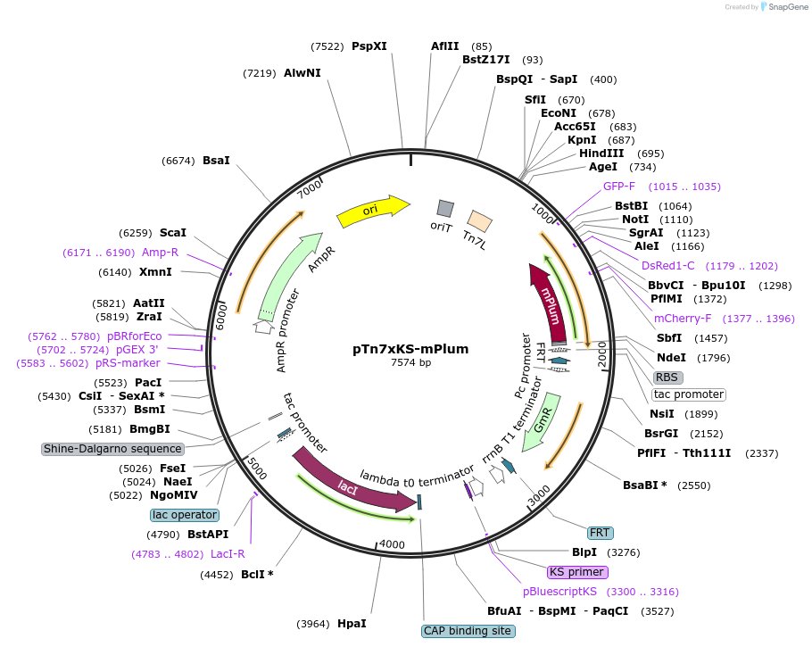 117396-plasmid-map-sequence-id-228631
