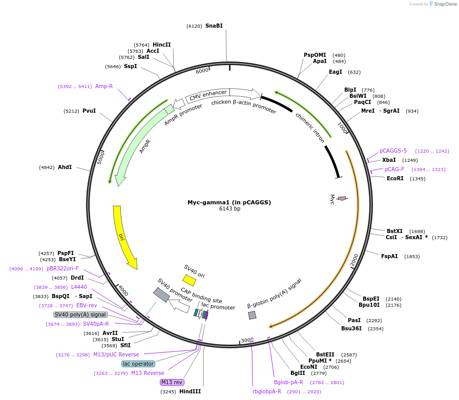 118039-plasmid-map-sequence-id-228636