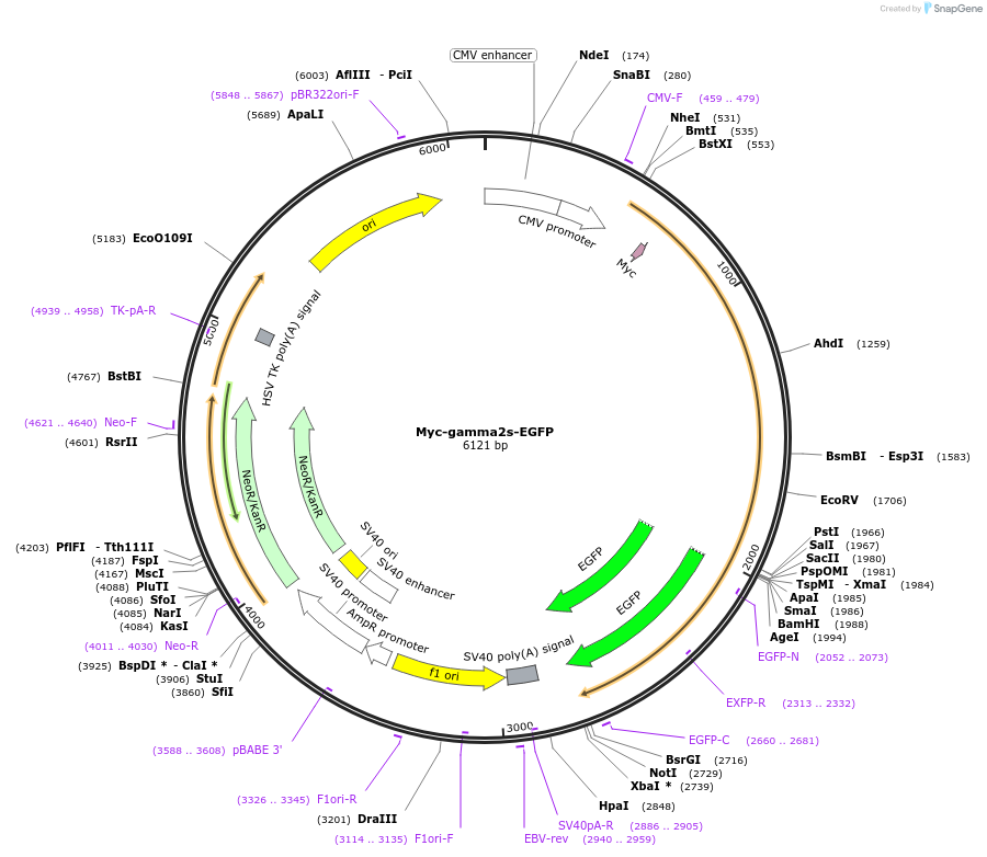 118040-plasmid-map-sequence-id-228639