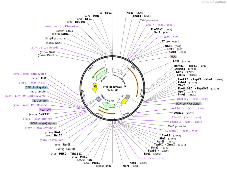118036-plasmid-map-sequence-id-228641