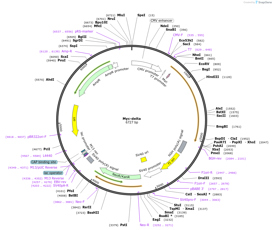 118037-plasmid-map-sequence-id-228644