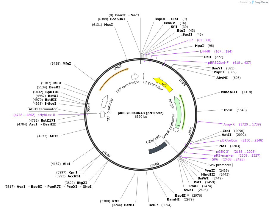 115431-plasmid-map-sequence-id-228913