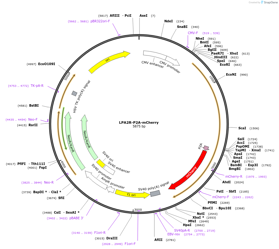 112932-plasmid-map-sequence-id-228918