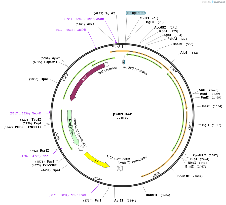 117755-plasmid-map-sequence-id-229025