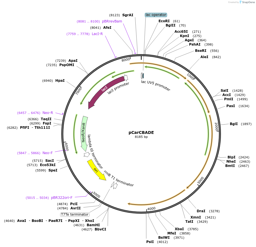 117757-plasmid-map-sequence-id-229027