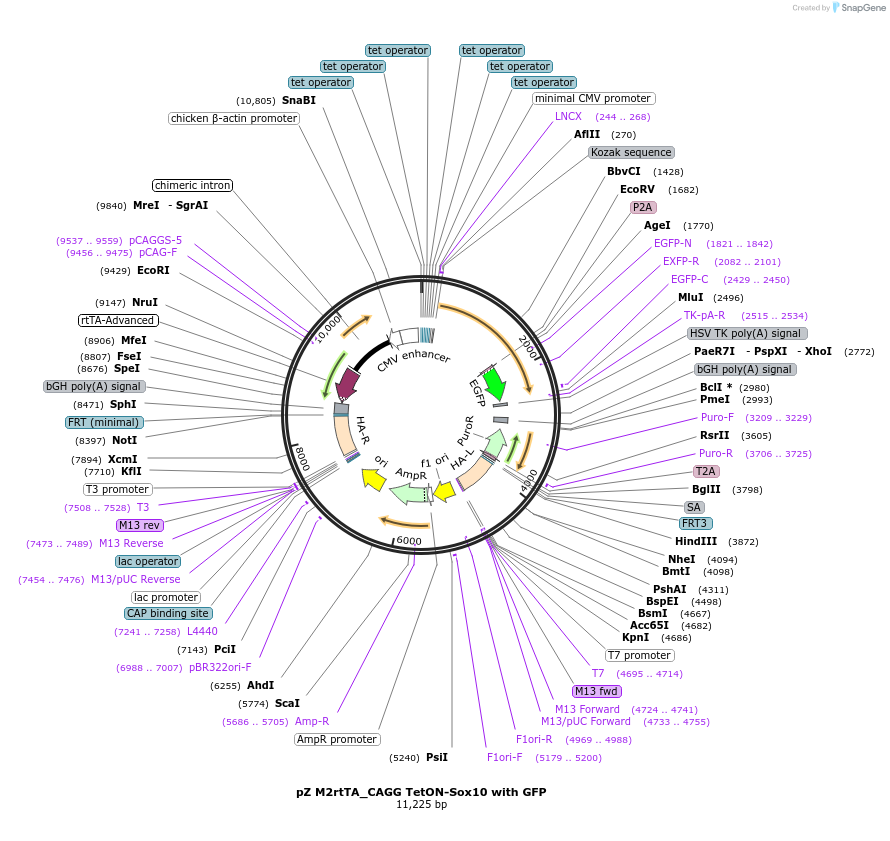115241-plasmid-map-sequence-id-229030