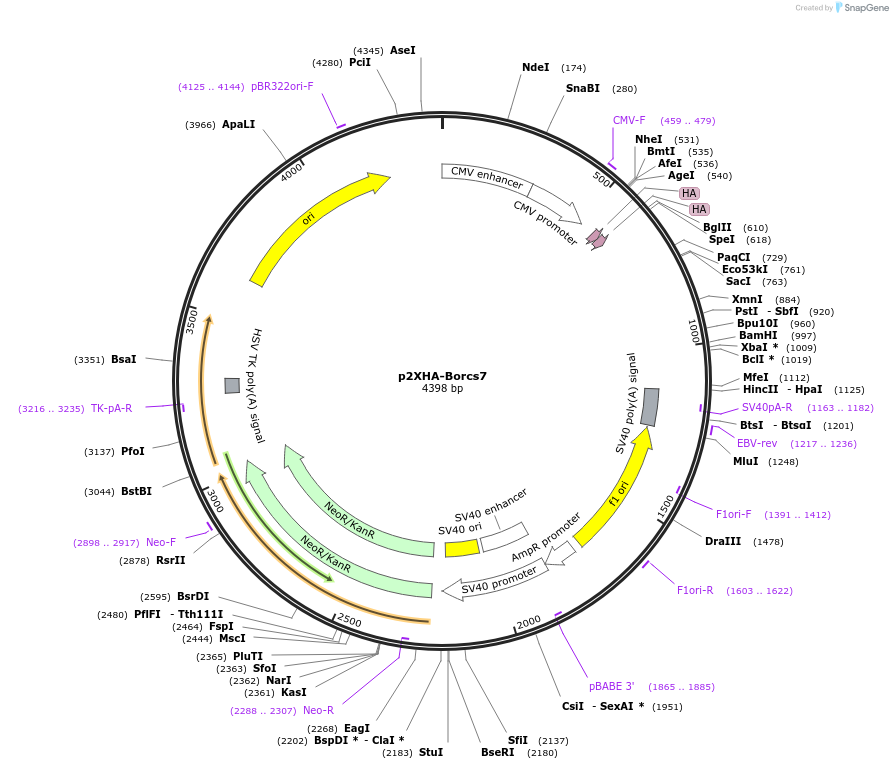118746-plasmid-map-sequence-id-229077