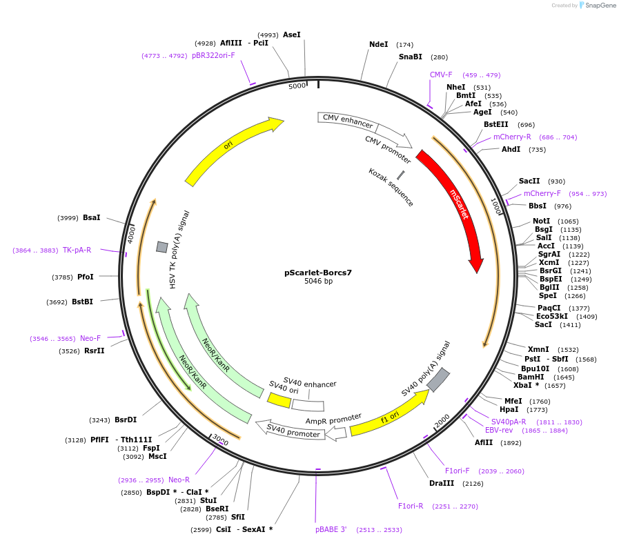 118748-plasmid-map-sequence-id-229081