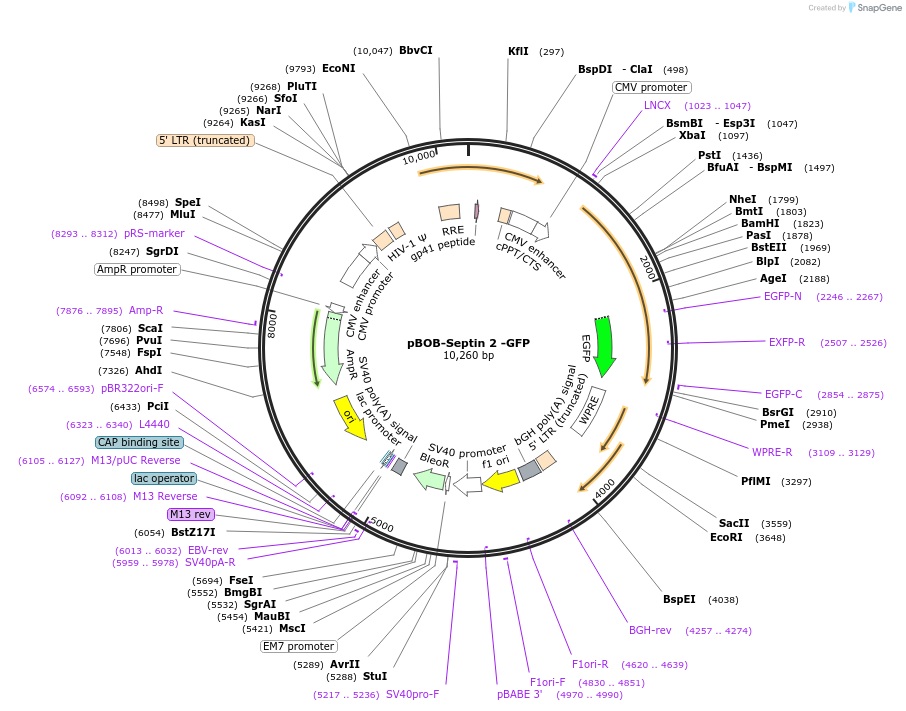 118734-plasmid-map-sequence-id-229082