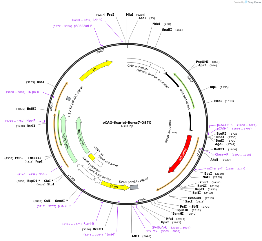 118751-plasmid-map-sequence-id-229085