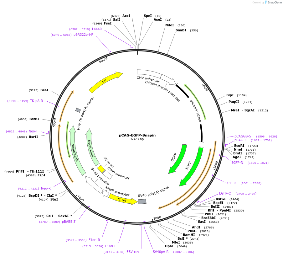 118743-plasmid-map-sequence-id-229091