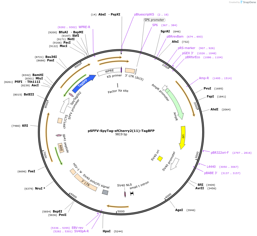 117485-plasmid-map-sequence-id-229105