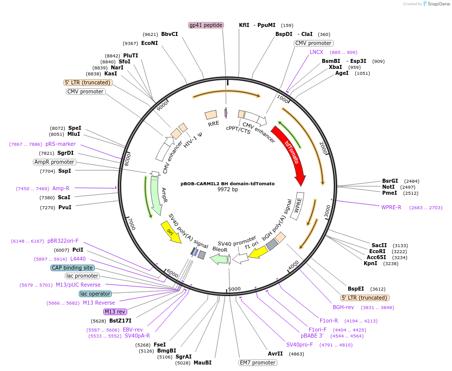 118737-plasmid-map-sequence-id-229106