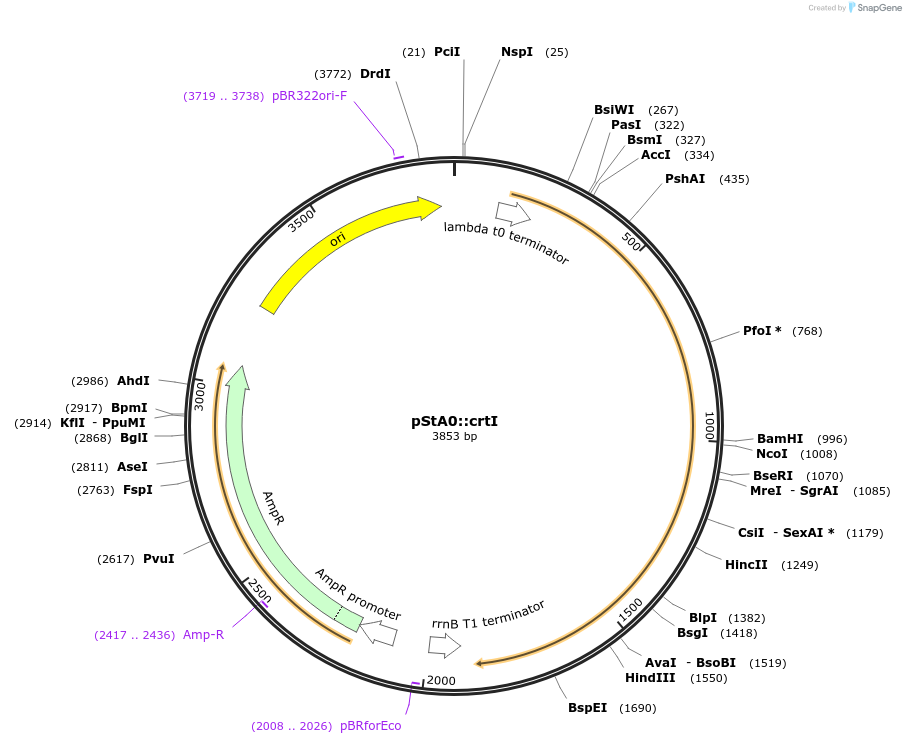 114343-plasmid-map-sequence-id-229111