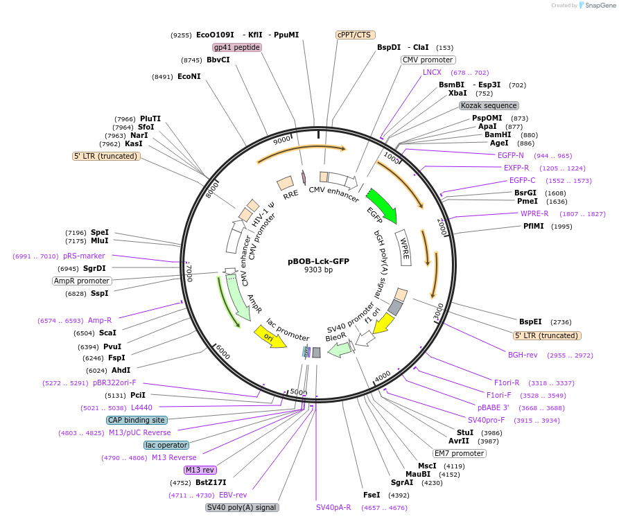 118738-plasmid-map-sequence-id-229113