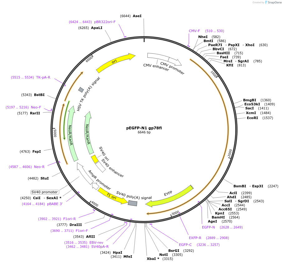 37375-plasmid-map-sequence-id-229124