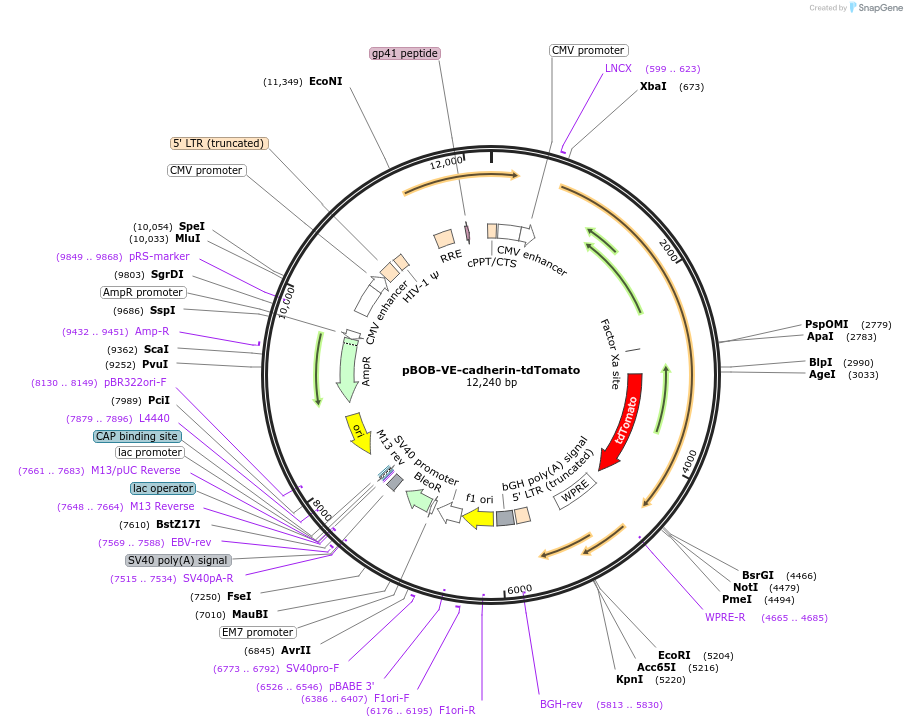 118733-plasmid-map-sequence-id-229276
