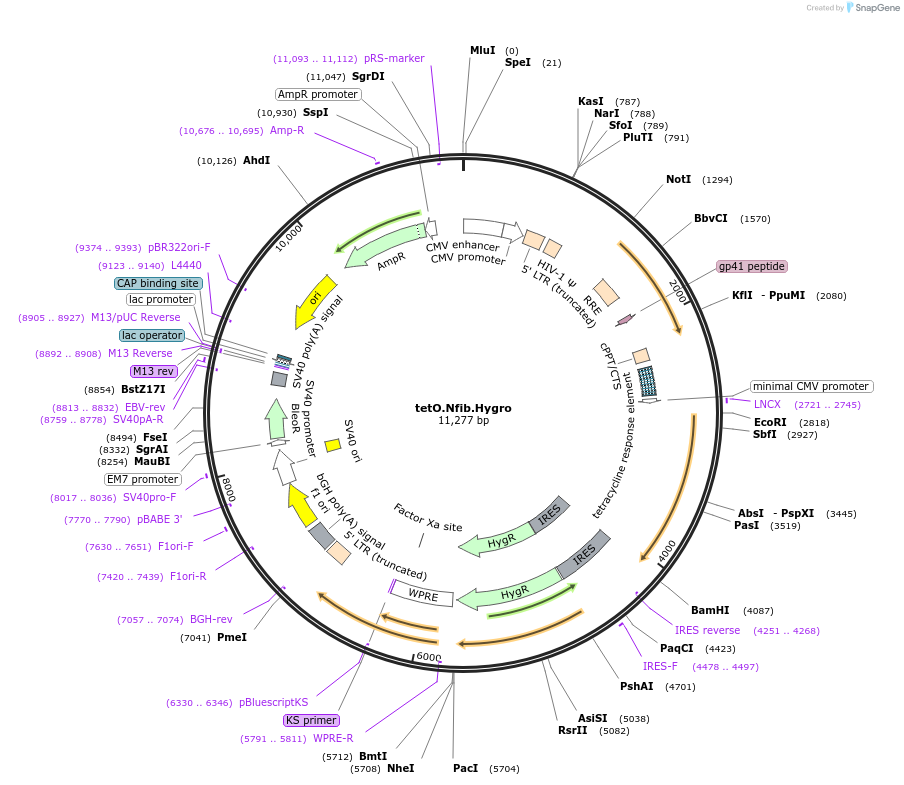 117271-plasmid-map-sequence-id-229278
