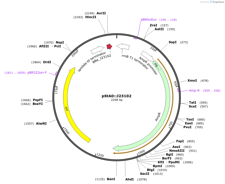114328-plasmid-map-sequence-id-229280
