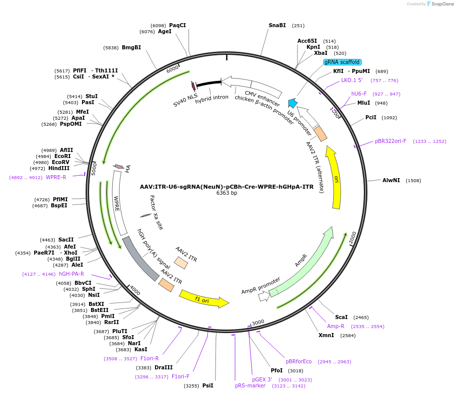 60227-plasmid-map-sequence-id-229296