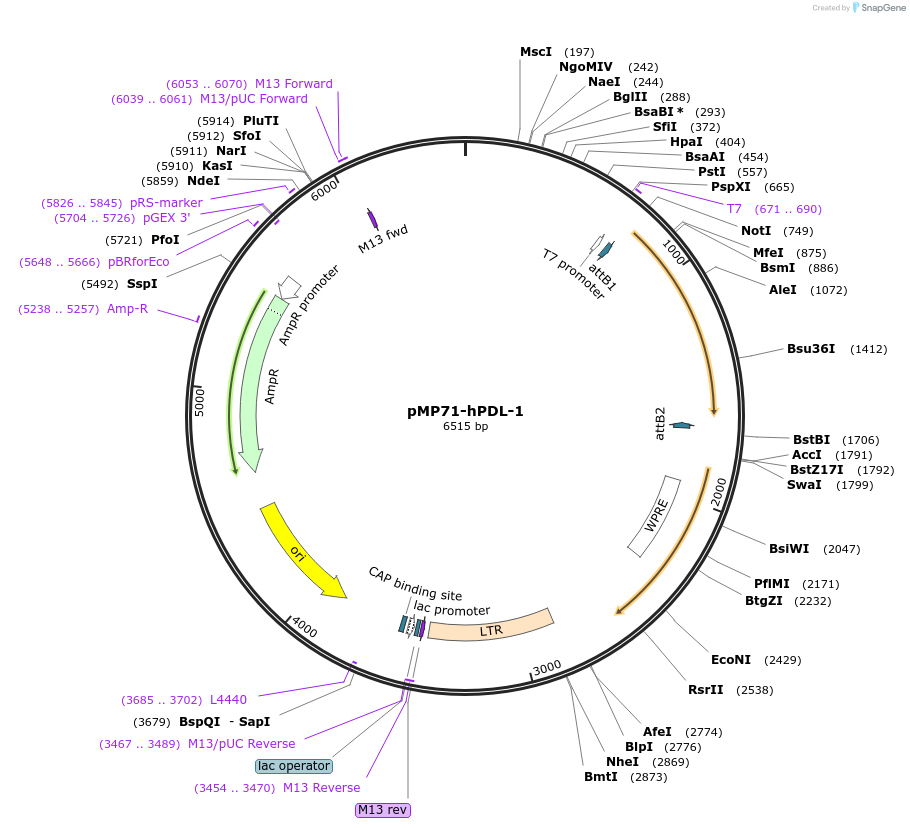 118631-plasmid-map-sequence-id-229301