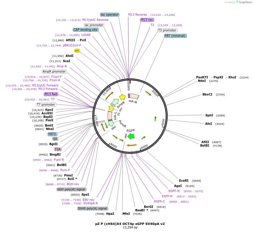 115518-plasmid-map-sequence-id-229325