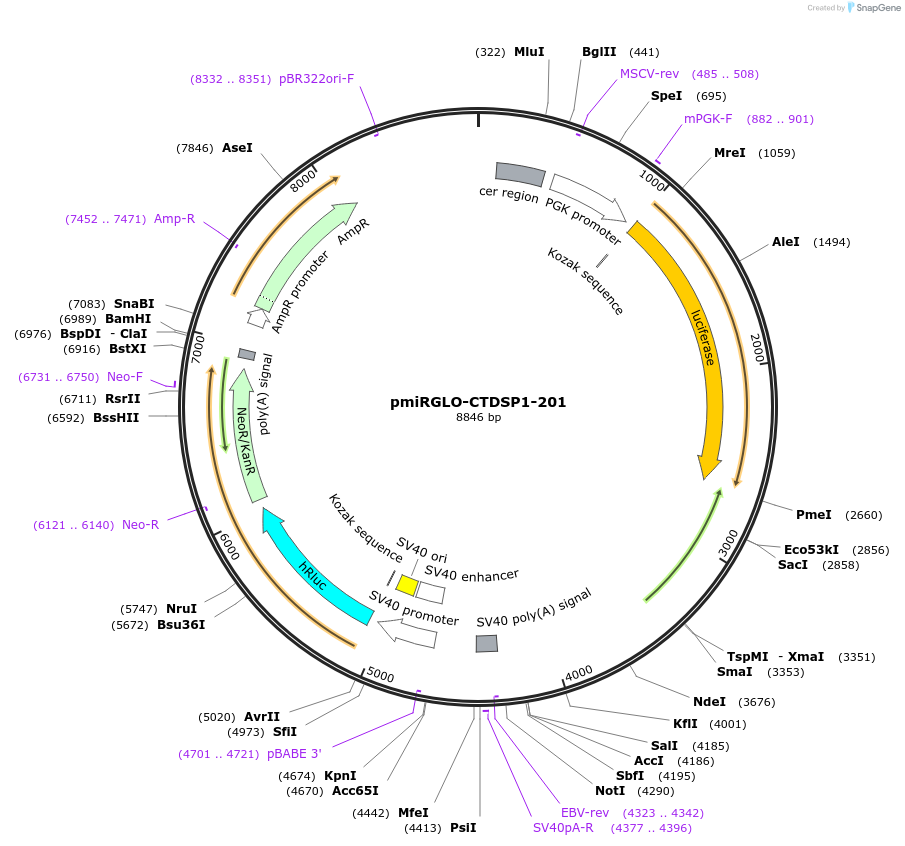 117328-plasmid-map-sequence-id-229335