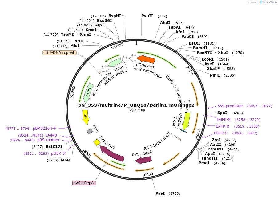 118000-plasmid-map-sequence-id-229409
