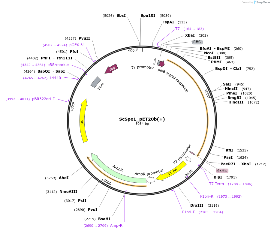 118343-plasmid-map-sequence-id-229413