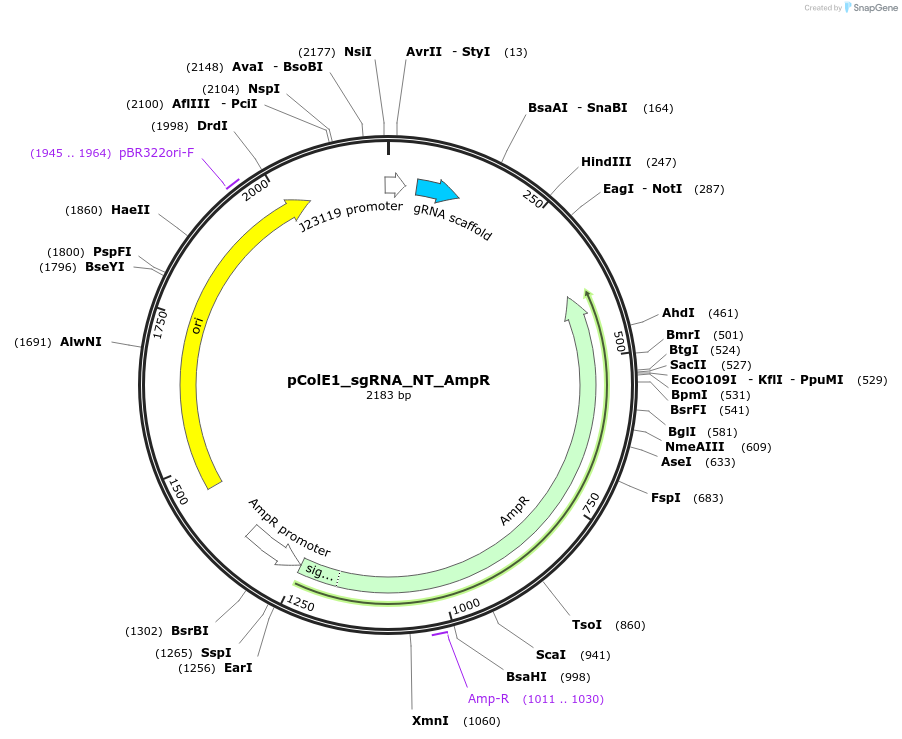 119144-plasmid-map-sequence-id-229416