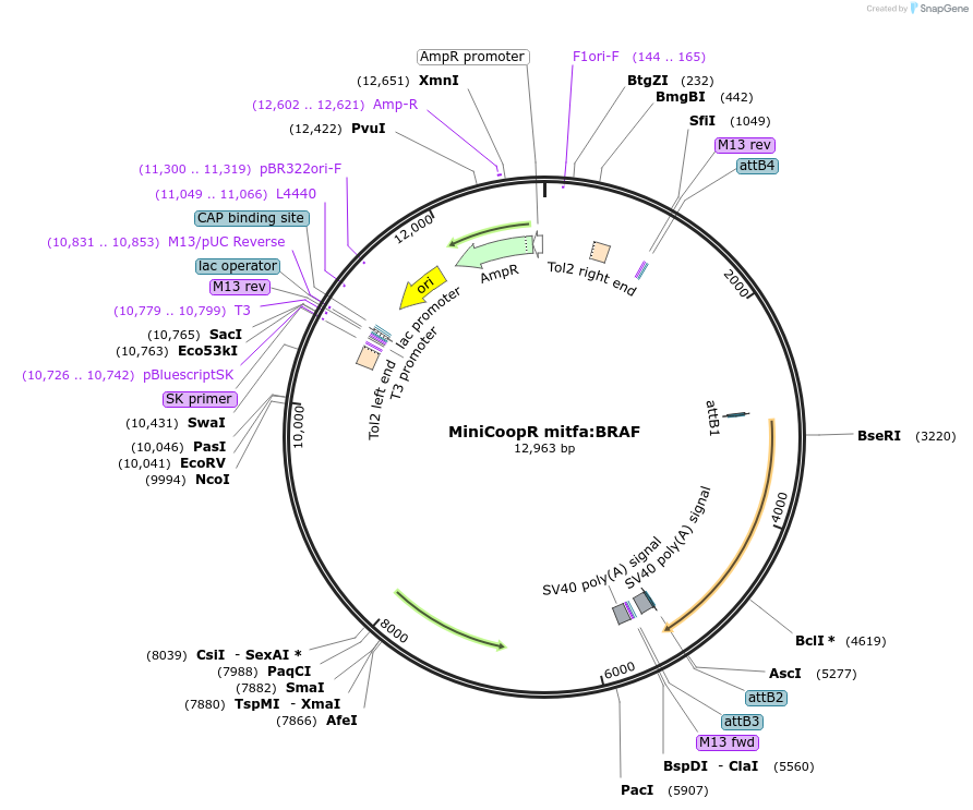118846-plasmid-map-sequence-id-229422