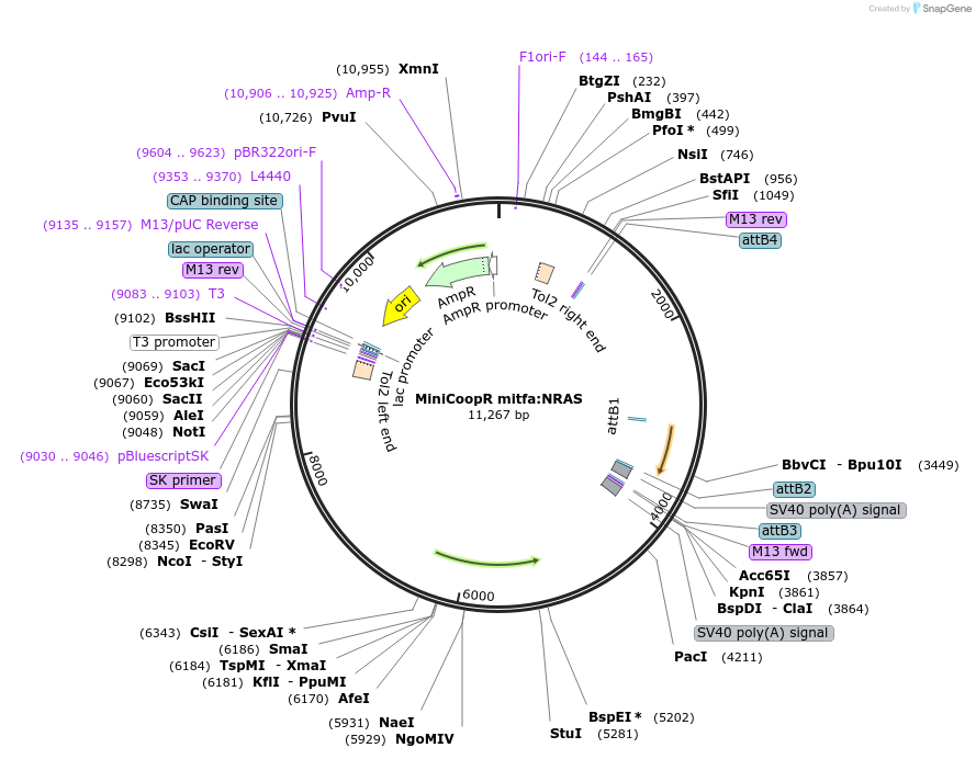 118847-plasmid-map-sequence-id-229423