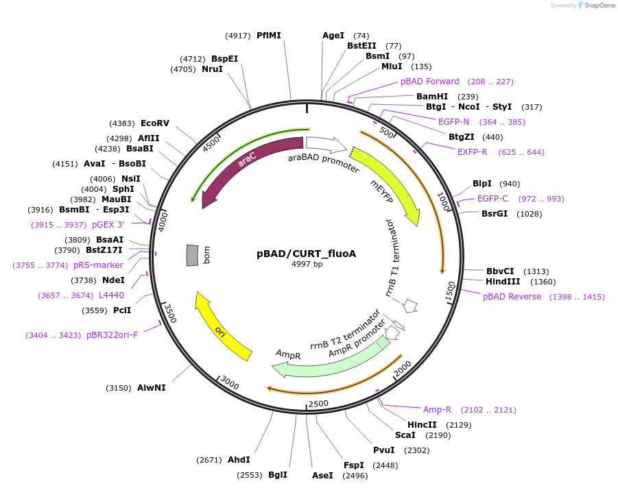 117998-plasmid-map-sequence-id-229425