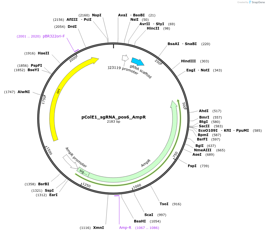 119149-plasmid-map-sequence-id-229426