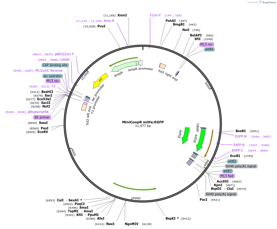 118850-plasmid-map-sequence-id-229430