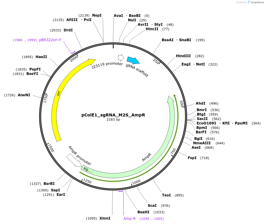 119154-plasmid-map-sequence-id-229442