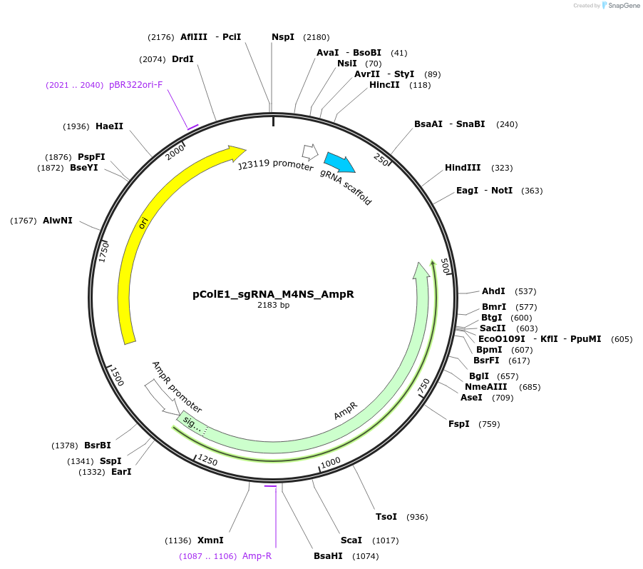 119156-plasmid-map-sequence-id-229445