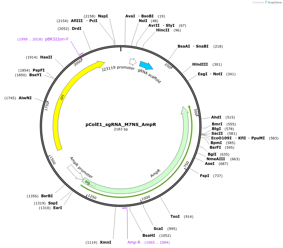 119157-plasmid-map-sequence-id-229447