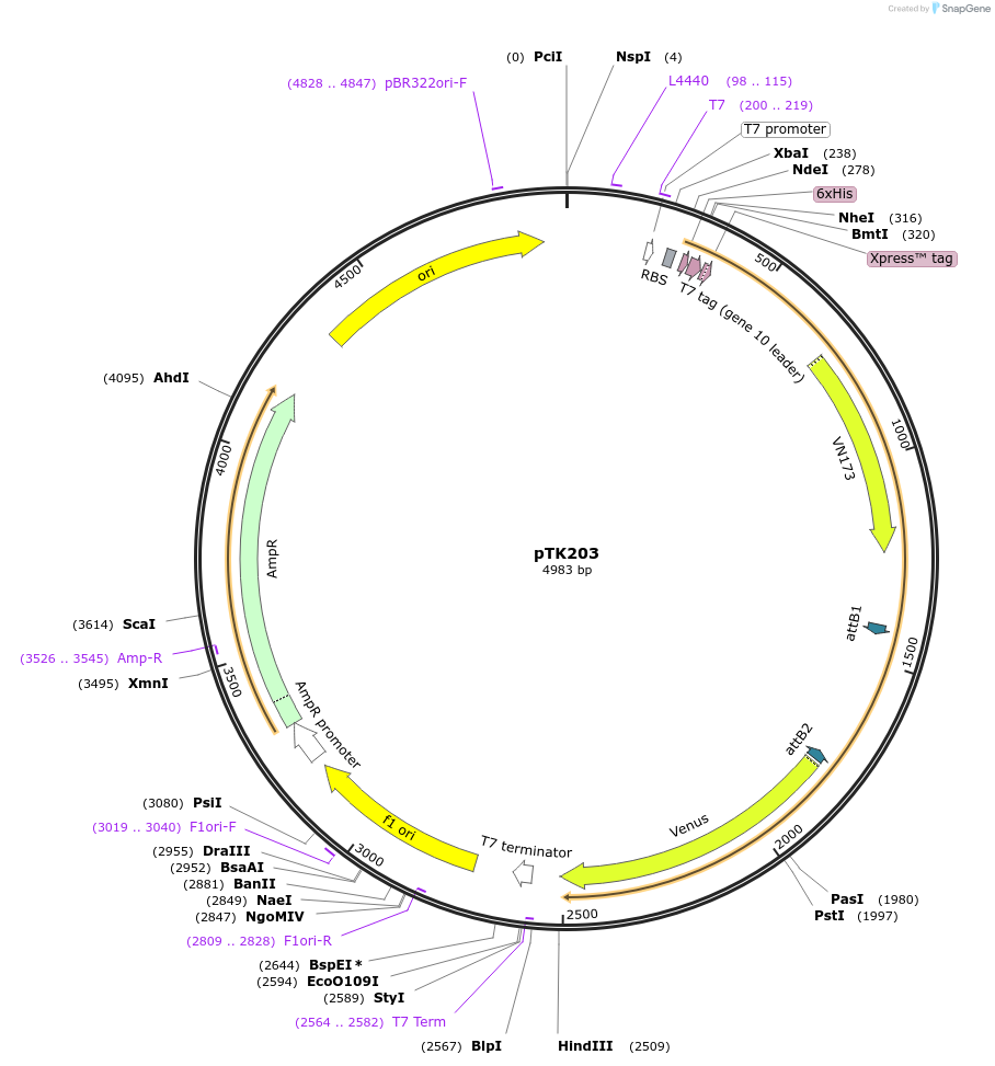 13536-plasmid-map-sequence-id-229454