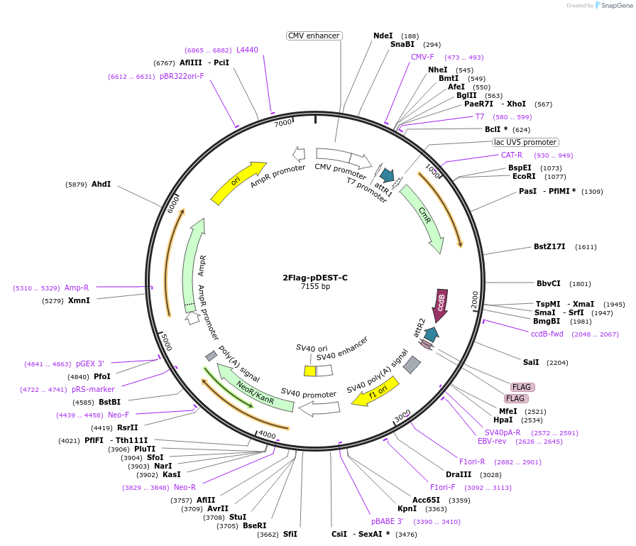 118372-plasmid-map-sequence-id-229458