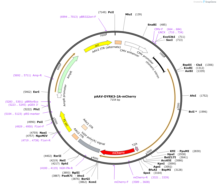 118287-plasmid-map-sequence-id-229469