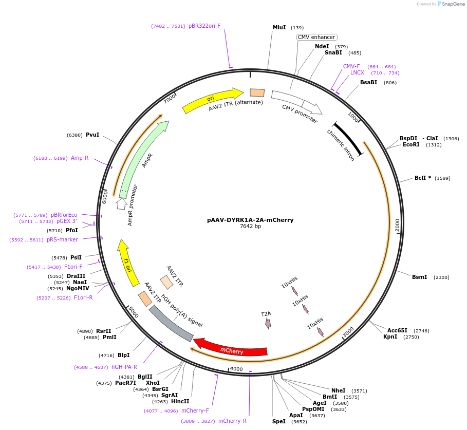 118272-plasmid-map-sequence-id-229471