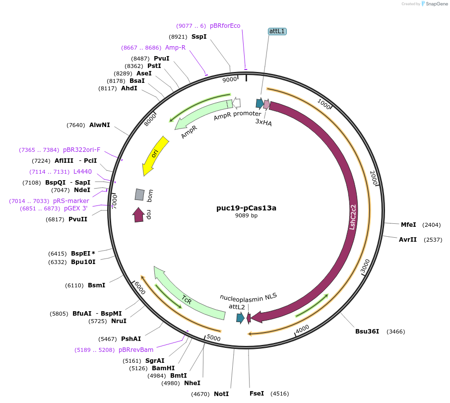 118963-plasmid-map-sequence-id-229472