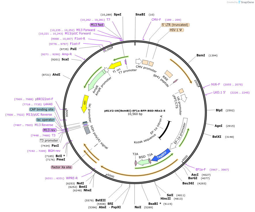 117137-plasmid-map-sequence-id-229478