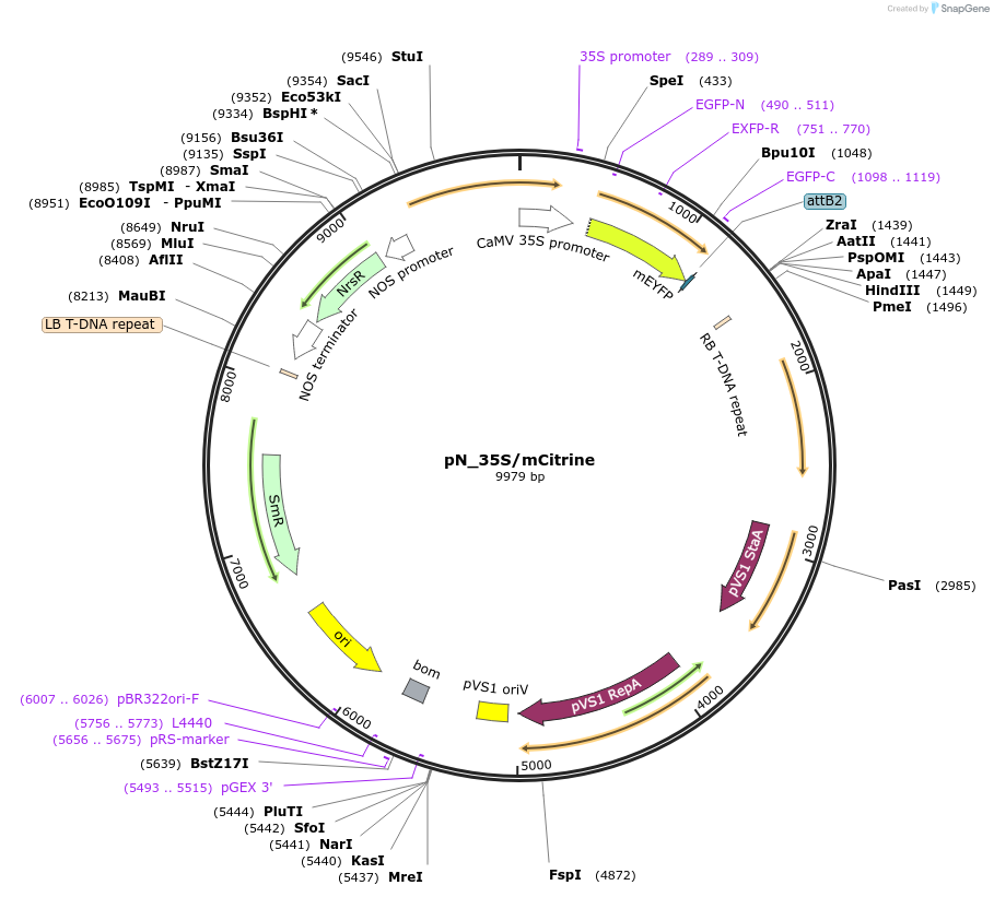 117994-plasmid-map-sequence-id-229483