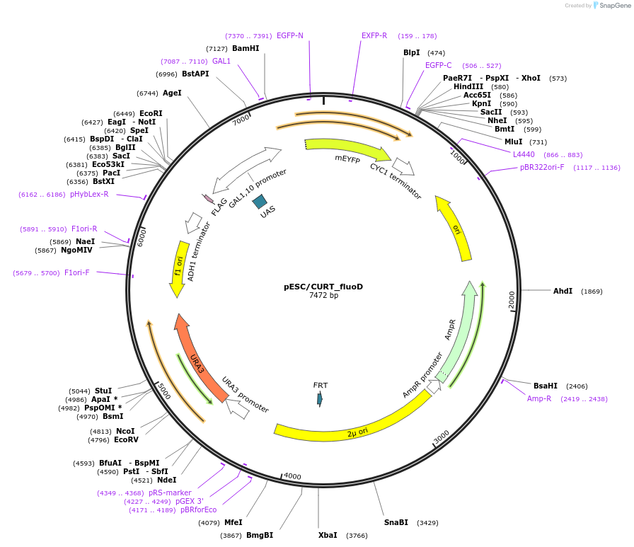 118001-plasmid-map-sequence-id-229488
